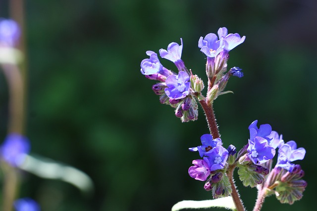 Blomst, Persisk Hæderspris, Blomster