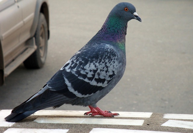 Duif, Vogel, Duiven, Gevederde Ras