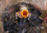 bird's nest, chicks, tit