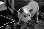 dog, puppy, animal