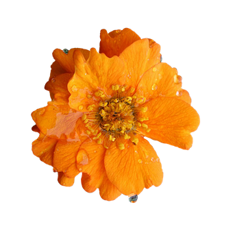 Blume, Voller Blüte, Gelbe Blumen