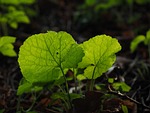 garlic mustard, leaves, back light