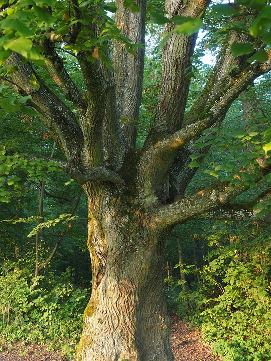 Free photo Tree Aesthetic Branches Log Free Image on Free photo Tree Aesthetic Branches Log Free Image on