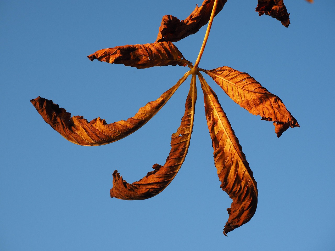 Hoja Castaña Hojas De Otoño Sale - Foto gratis en Pixabay - Pixabay
