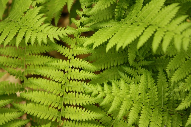 Free Fern Plant photo and picture