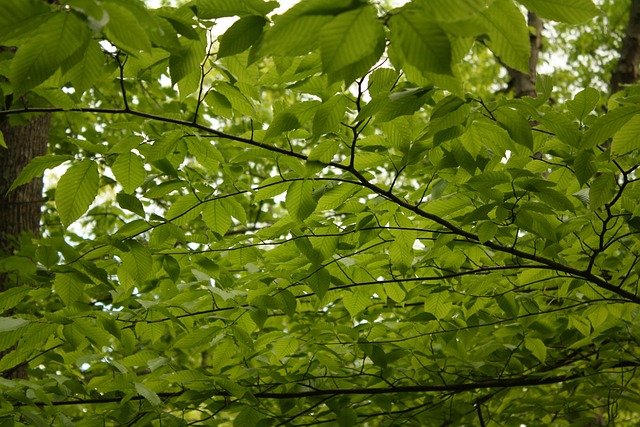 Free Green Tree photo and picture