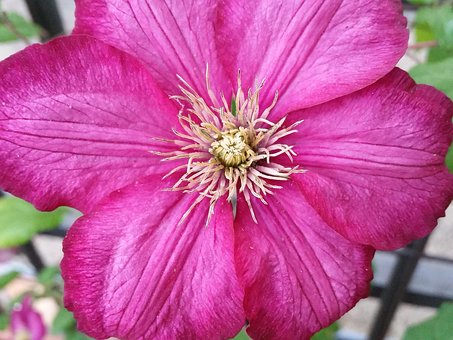 Free Clematis Flower photo and picture