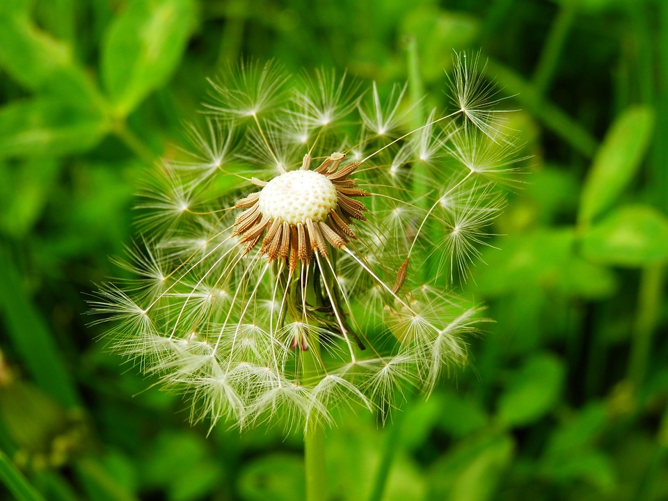 Dandelion, Meadow, Nature, Plant, Village, Qvishxeti