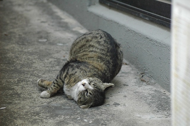 Free Cat Pet photo and picture