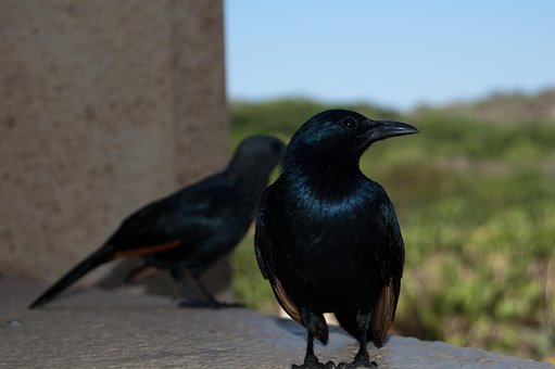 Pájaro, Sudáfrica, Naturaleza
