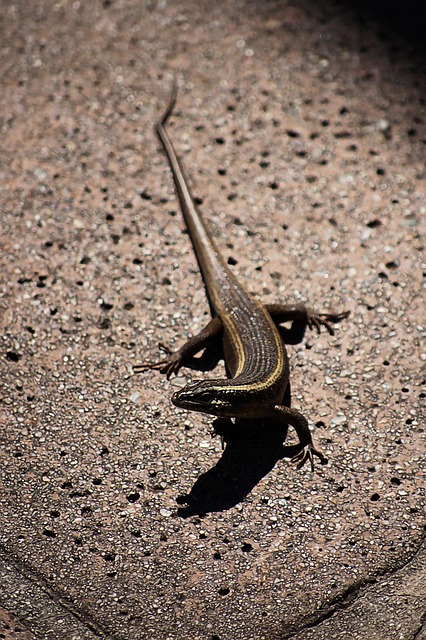 Lagarto, África, Reptil, Fauna Silvestre
