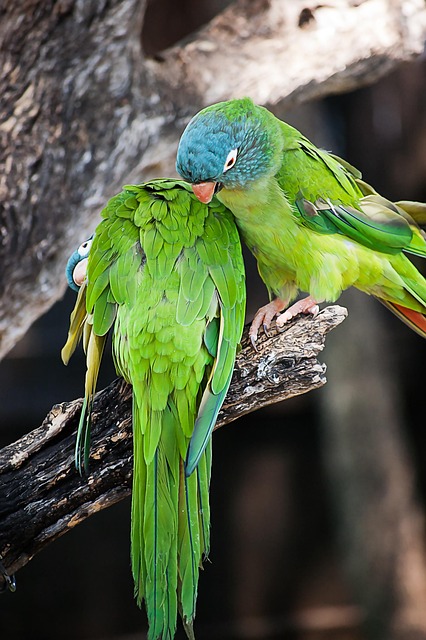 Loro, África, Animal, Naturaleza, Pájaro