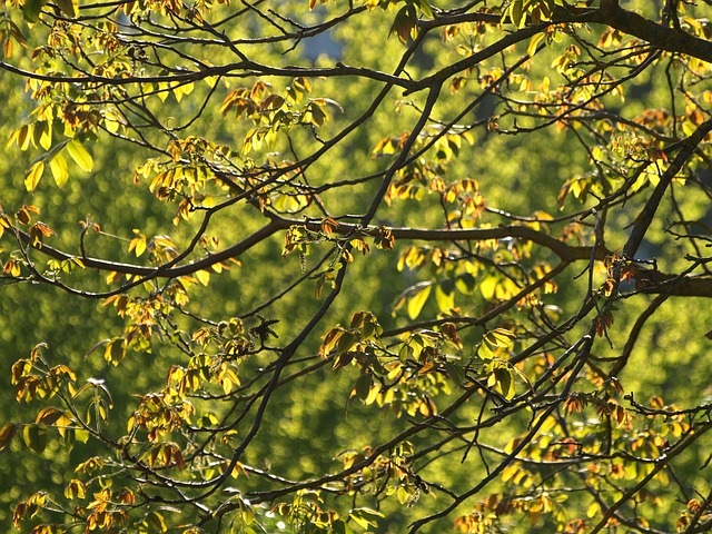 Free Walnut Tree Leaves photo and picture