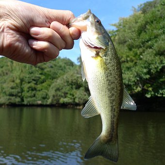Fishing, Black Bass, Phishing, Lake