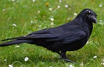 crow, raven, raven bird