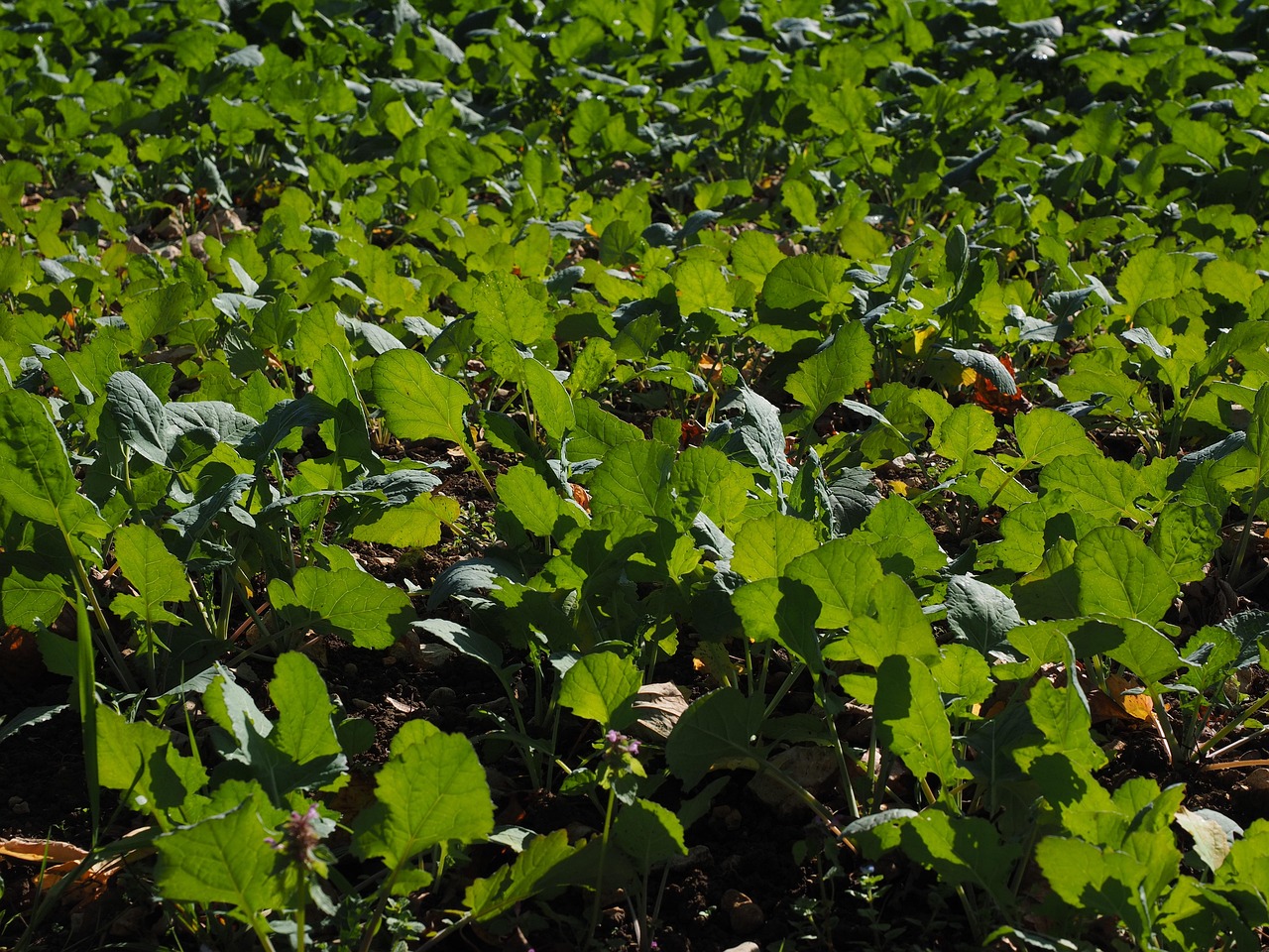 Winter Rapeseed Winter Rape Green Manure Oilseed - Free photo on Pixabay