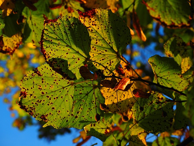 Free Leaves Fall photo and picture