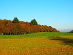 avenue, trees, forest