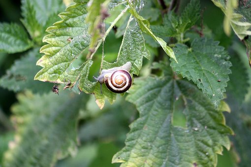 Caracol, Animal, Verde, Natureza, Jardim