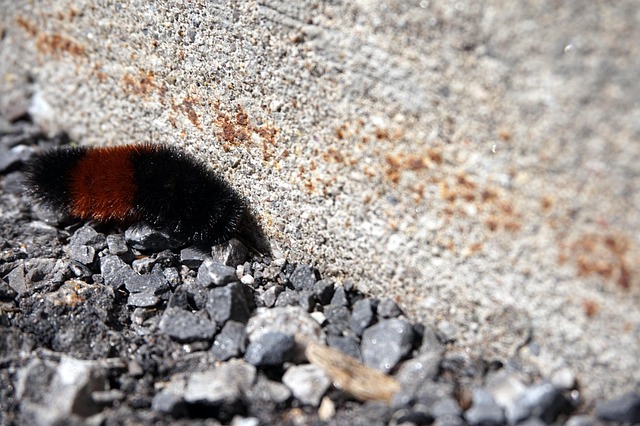 Free Caterpillar Nature photo and picture