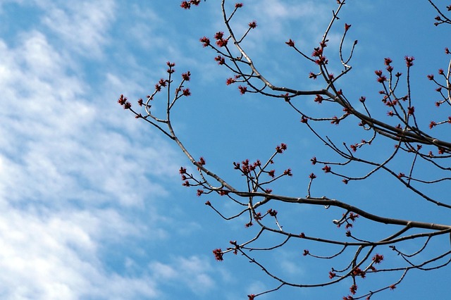 Free Nature Spring photo and picture