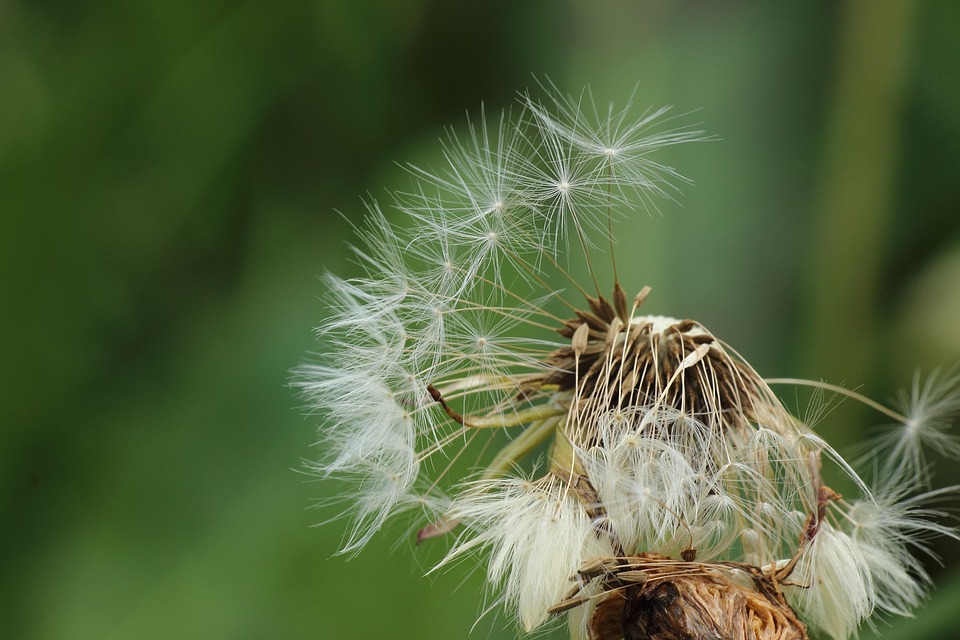 飞行的种子 种子 蒲公英 - Pixabay上的免费照片 - Pixabay