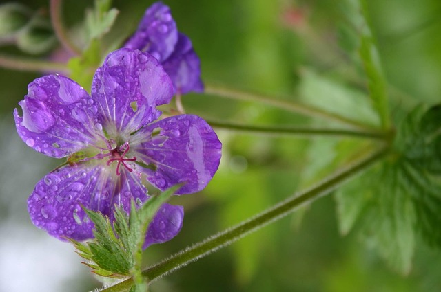 Free Blossom Beautiful Flowers photo and picture