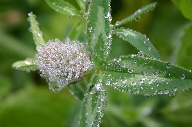 Free Clover Drops photo and picture