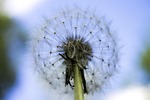 close up, dandelion, flower