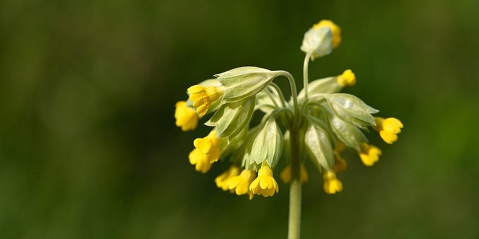 Cowslip Spring Flower Pointed Flower Flowe