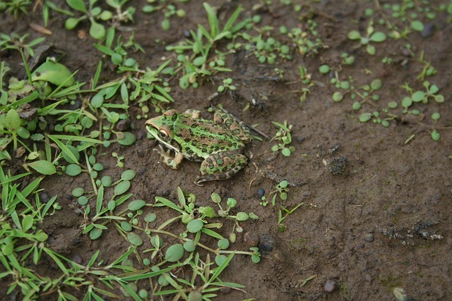 Rã, Natureza, Ecologia