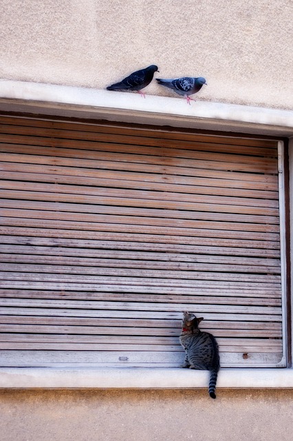 Gato, Paloma, Pájaro, Mascota, Gatito