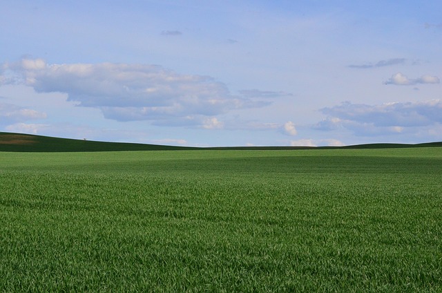 Prado Verde, Grama, Verão, Terra Arável