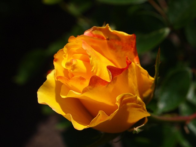 Rose Taman Kuning - Foto gratis di Pixabay - Pixabay