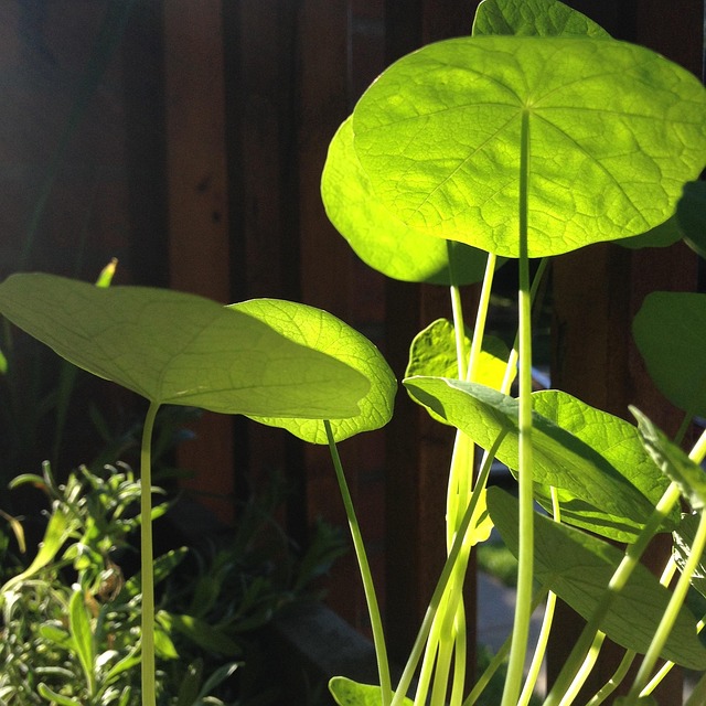 Free Watercress Green photo and picture