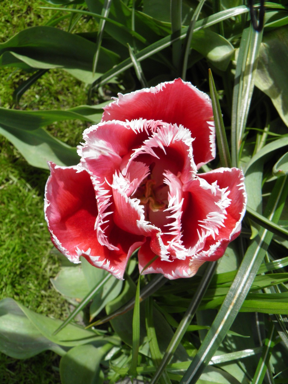 Amsterdam Tulips Yard Free photo on Pixabay Pixabay