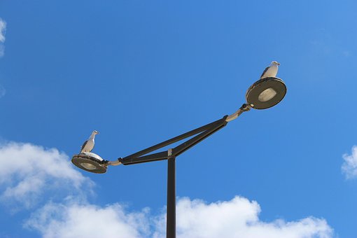 Gaviotas, Aves, Lámpara, Naturaleza