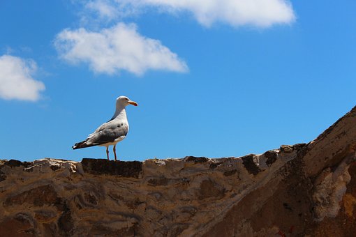 Gaviota, Pájaro, Animal, El Verano