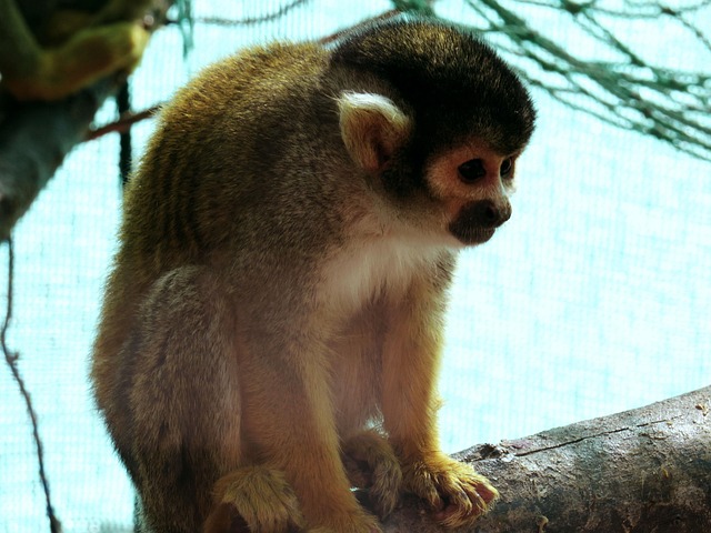 Free Zoo Squirrel Monkey photo and picture