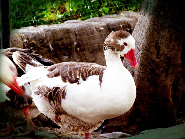 Free Goose Bird photo and picture