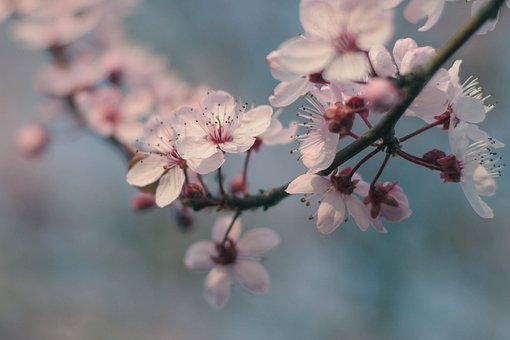 Zweig, Natur, Blumen, Kirsche