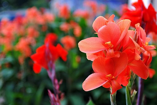 Sommer, Natur, Blumen