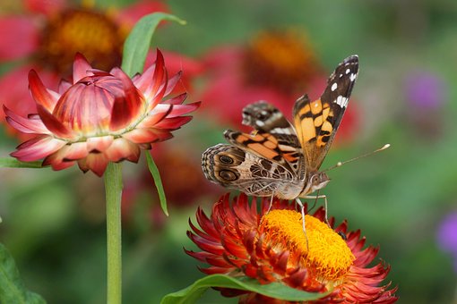 Blumen, Schmetterling, Schöne Blumen