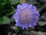 pincushion flower, bloom, pincushion