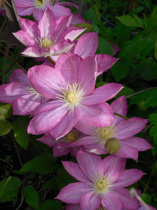 Clematis Bloom Plant Free photo on Pixabay