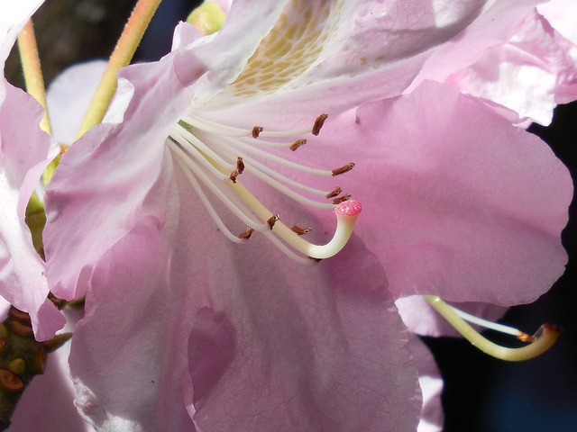 Rhododendron Bloom Spring - Free photo on Pixabay - Pixabay