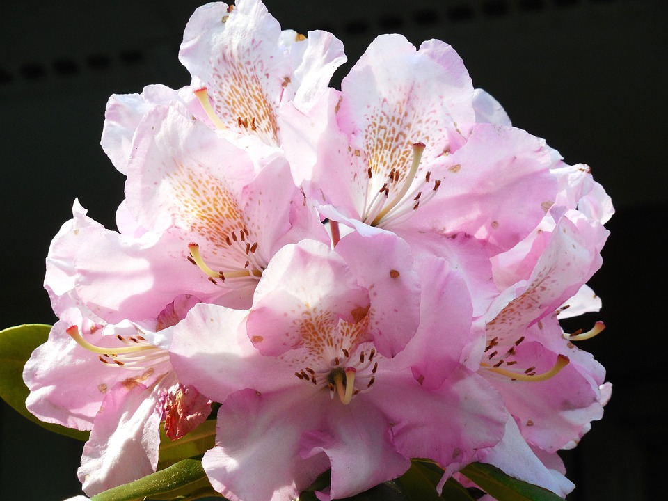 Rhododendron Bloom Le Printemps - Photo gratuite sur Pixabay - Pixabay