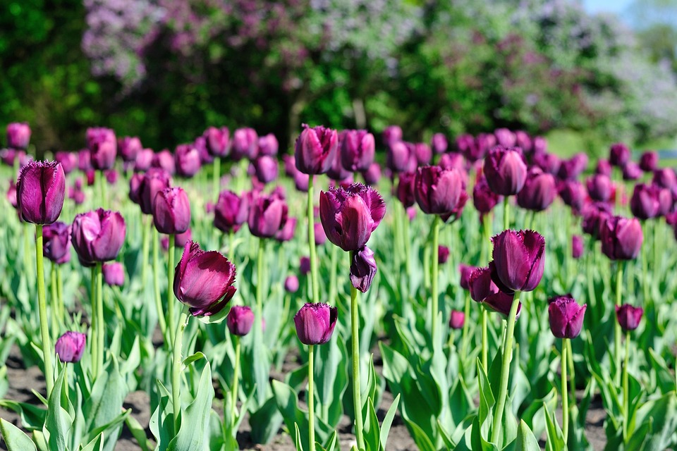 Tulip Bunga Alam Bunga Indah Bunga Musim Panas Tulip Bunga Alam Bunga Indah Bunga Musim Panas