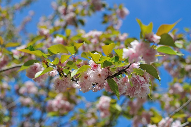 Die Natur, Blühen, Gartenblumen