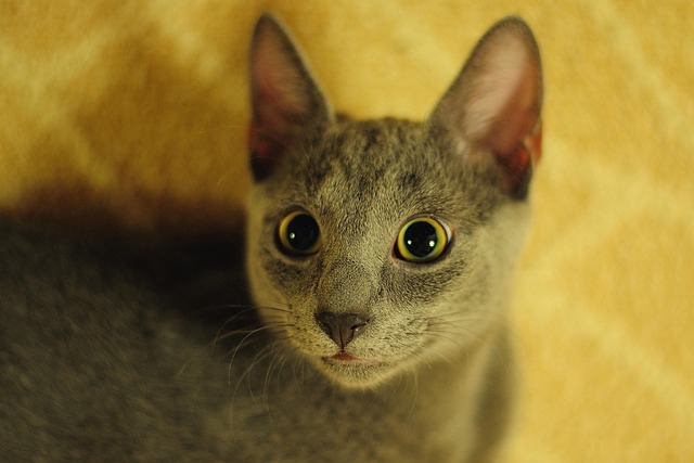 Katze, Russisch-Blau, Tier, Katzenartig
